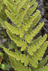 cheilanthes fendleri thumbnail graphic